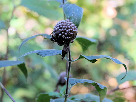 Monarda fistulosa