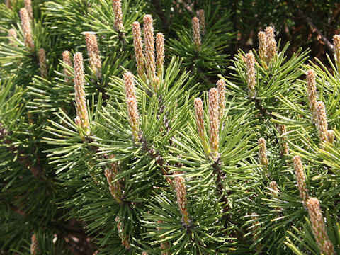 Pinus mugo var. pumilio