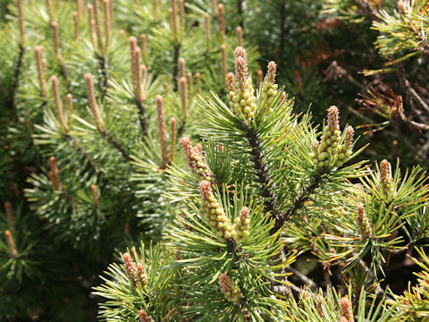 Pinus mugo var. pumilio