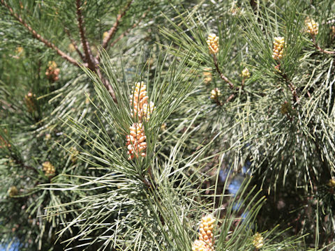 Pinus radiata