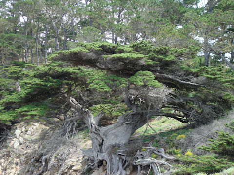 Pinus radiata