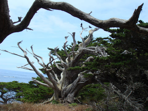 Pinus radiata