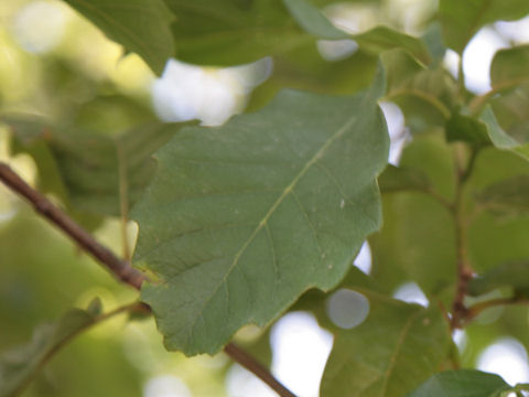 Quercus polymorpha