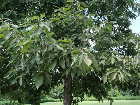 Quercus polymorpha