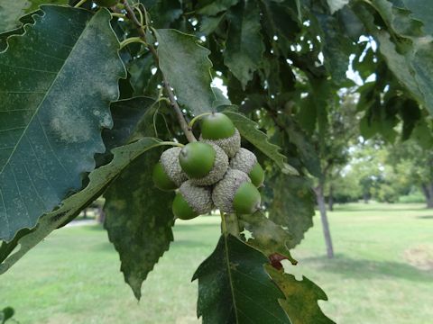 Quercus polymorpha