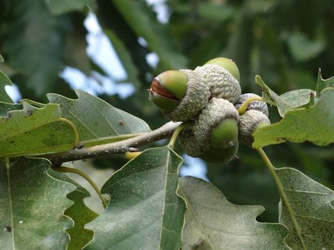 Quercus polymorpha