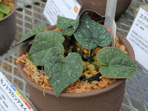 Asarum monodoriflorum