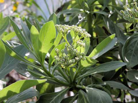 Argusia argentea