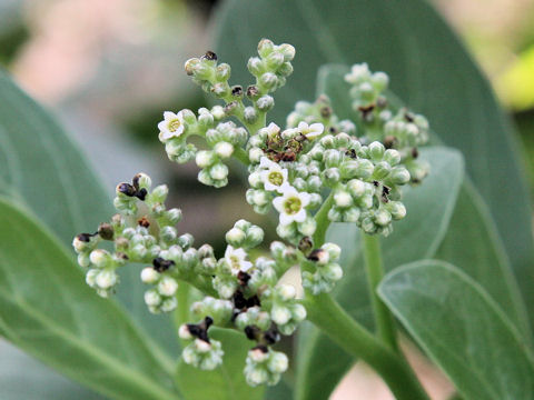 Argusia argentea