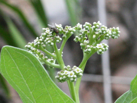 Argusia argentea