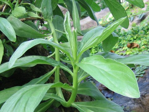 Argusia argentea