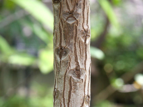 Argusia argentea
