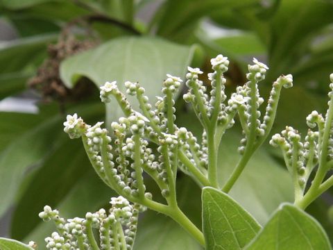 Argusia argentea