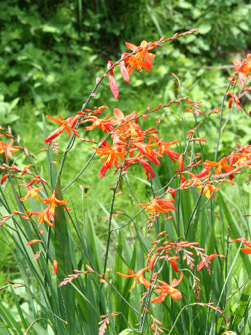 Crocosmia x crocosmiiflora