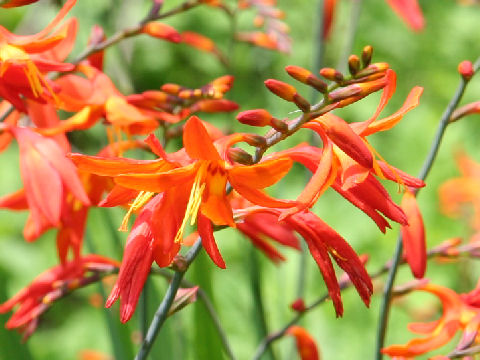 Crocosmia x crocosmiiflora