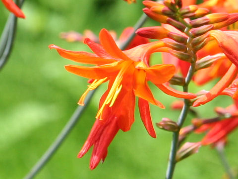 Crocosmia x crocosmiiflora