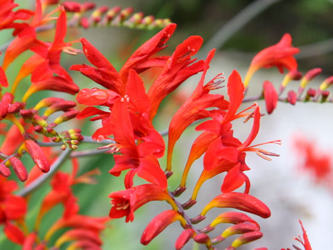 Crocosmia x crocosmiiflora