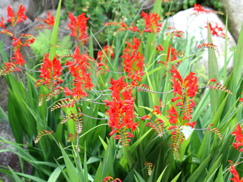 Crocosmia x crocosmiiflora