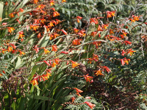 Crocosmia x crocosmiiflora