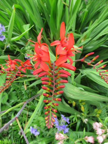 Crocosmia x crocosmiiflora