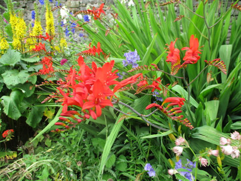 Crocosmia x crocosmiiflora