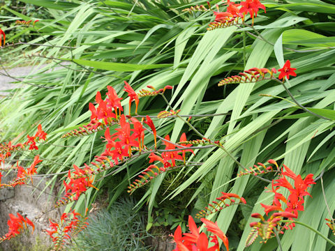 Crocosmia x crocosmiiflora