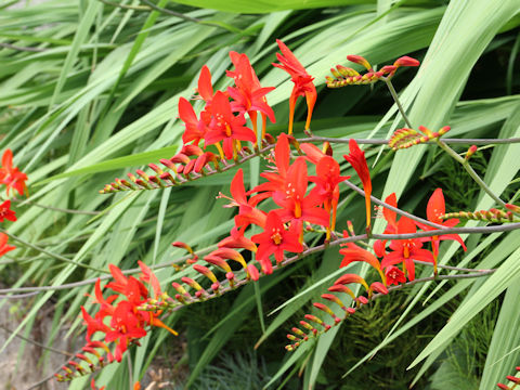 Crocosmia x crocosmiiflora