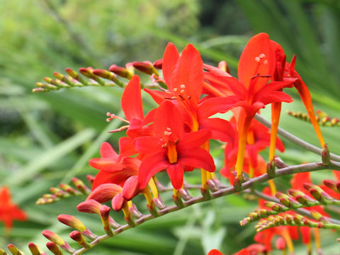 Crocosmia x crocosmiiflora