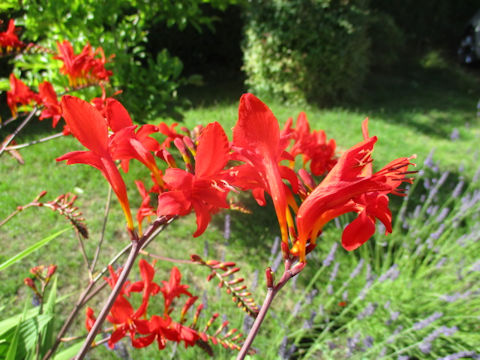 Crocosmia x crocosmiiflora