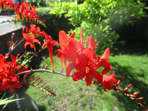 Crocosmia x crocosmiiflora