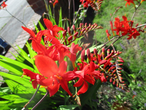 Crocosmia x crocosmiiflora