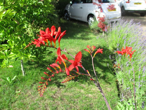 Crocosmia x crocosmiiflora