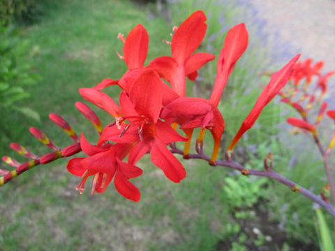 Crocosmia x crocosmiiflora