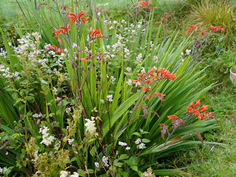 Crocosmia x crocosmiiflora