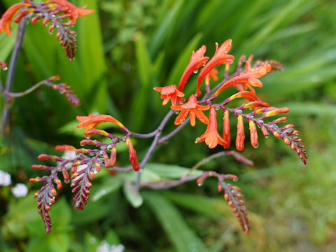 Crocosmia x crocosmiiflora