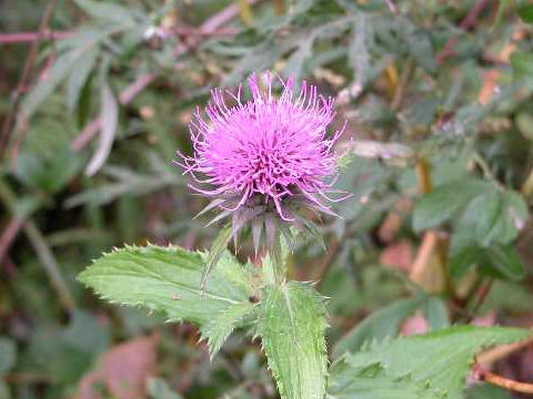 Cirsium dipsacolepis