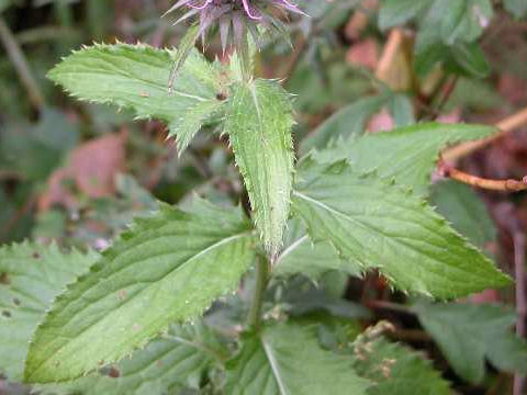 Cirsium dipsacolepis