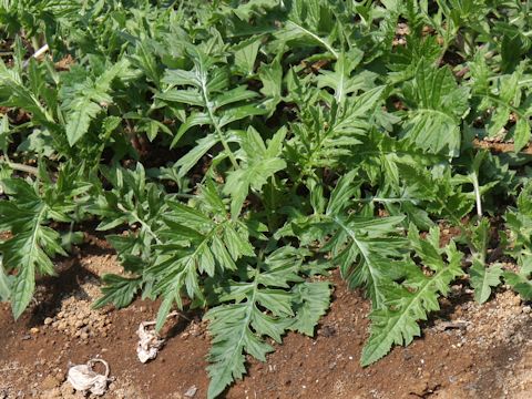 Cirsium dipsacolepis