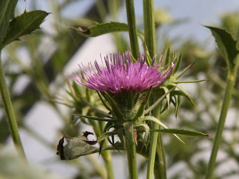 Cirsium dipsacolepis