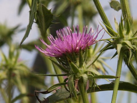 Cirsium dipsacolepis