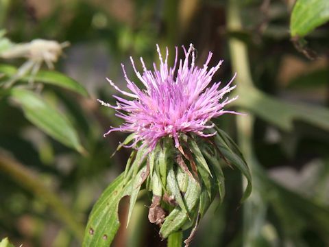 Cirsium dipsacolepis