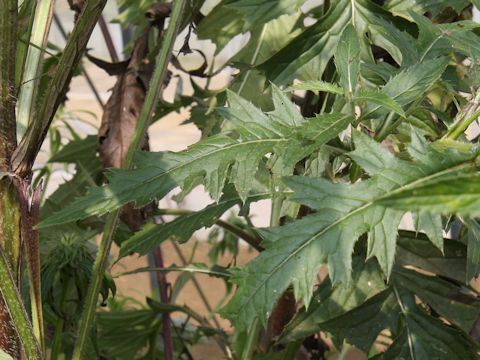 Cirsium dipsacolepis