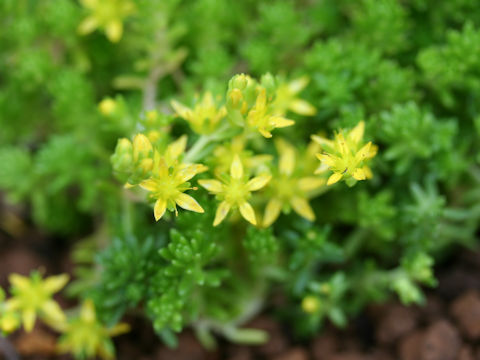 Sedum uniflorum ssp. japonicum f. morimurae