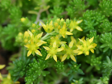 Sedum uniflorum ssp. japonicum f. morimurae