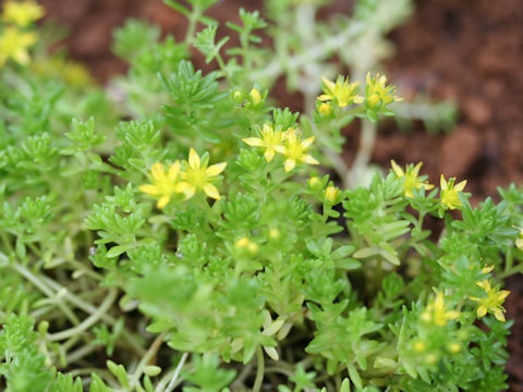 Sedum uniflorum ssp. japonicum f. morimurae