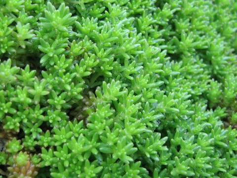 Sedum uniflorum ssp. japonicum f. morimurae