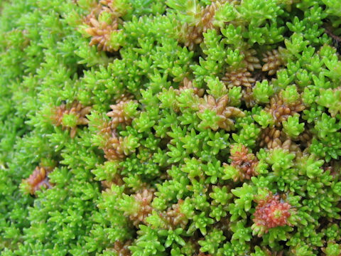 Sedum uniflorum ssp. japonicum f. morimurae