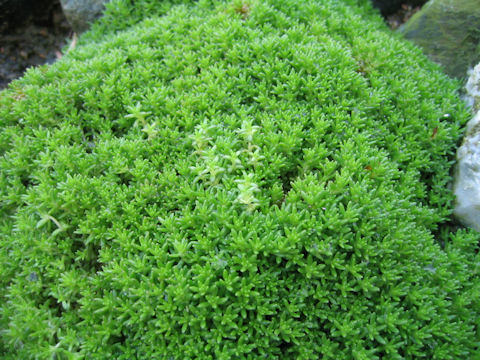 Sedum uniflorum ssp. japonicum f. morimurae