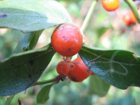 Morinda jasminoides