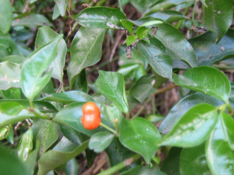 Morinda jasminoides